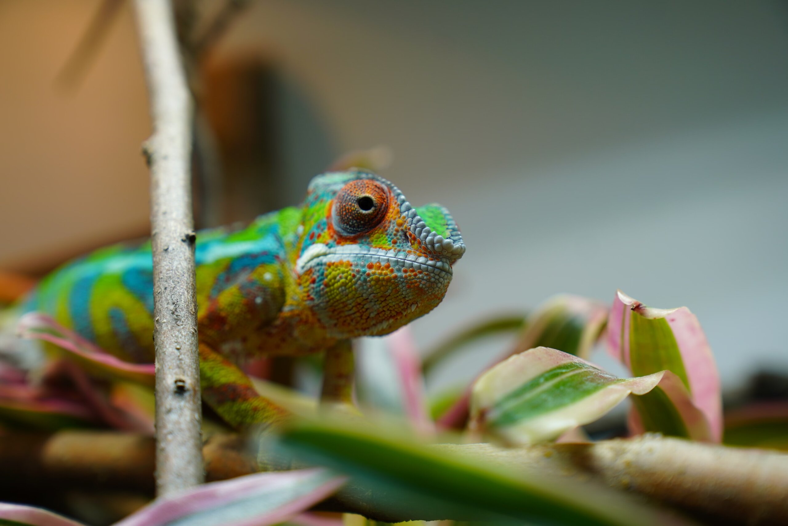 Ozzy from The Chameleon Collective