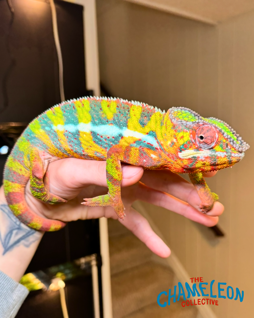 Ozzy from The Chameleon Collective