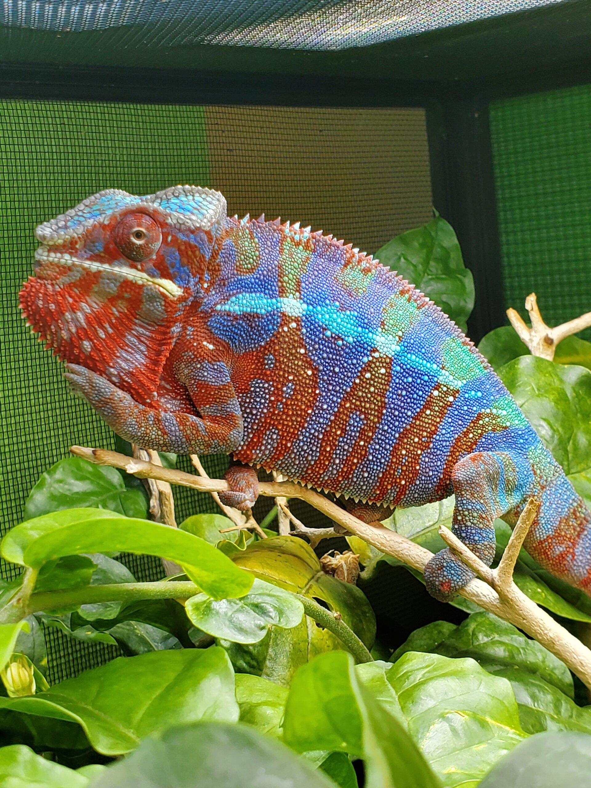 Ozzy