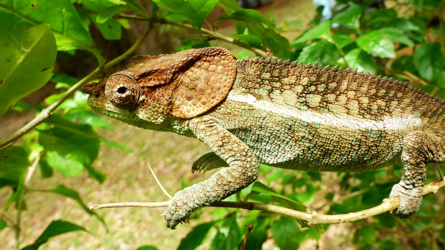 P1080896 Elephant-eared chameleon.JPG