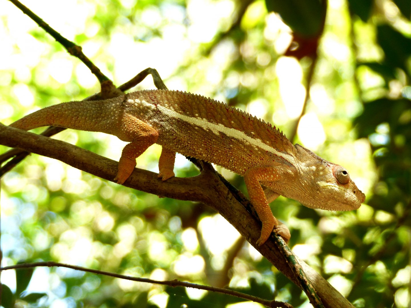 P1090930 Panther chameleon.JPG