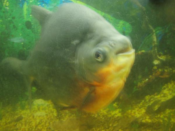 Paco the red bellied Pacu