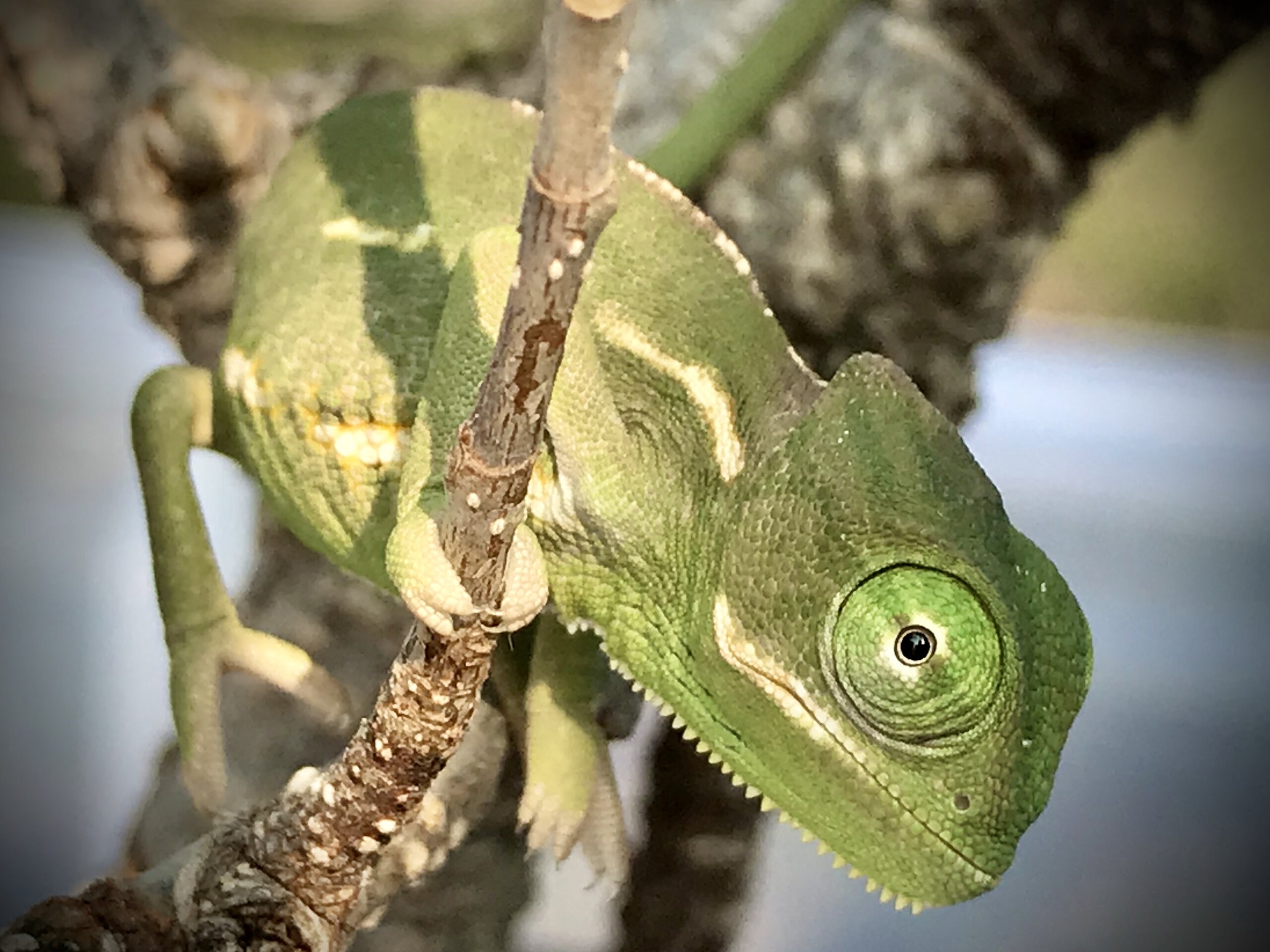 Paddy checkin me out