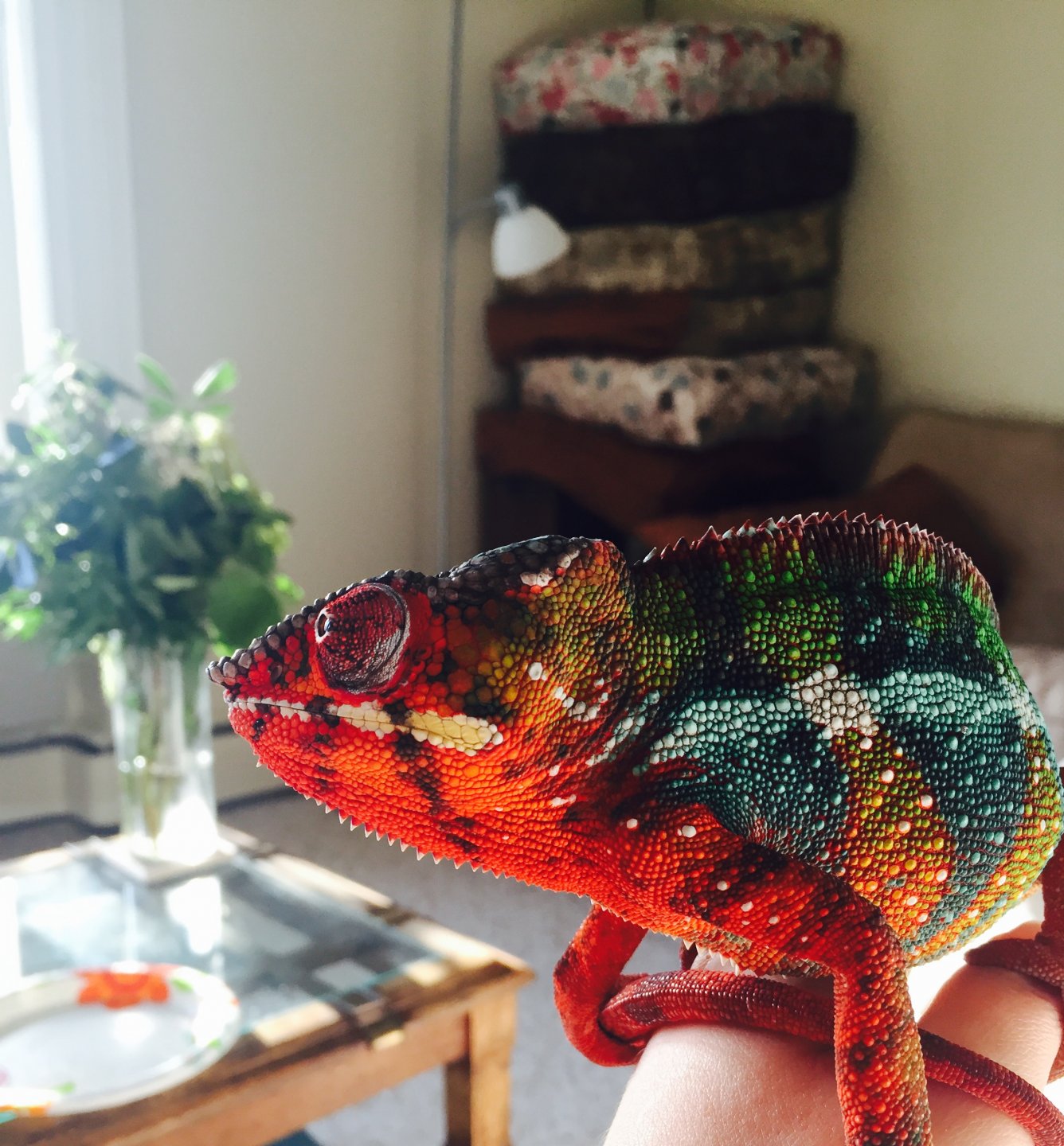 Palko's Morning Attitude