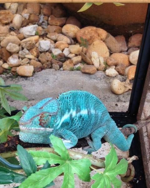 Palm Bay. He was sold. Miss him dearly