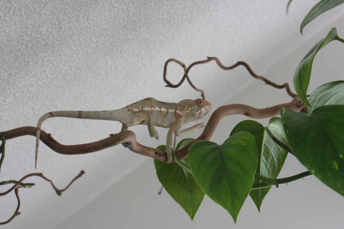 Panter Girl On Sunday Walk