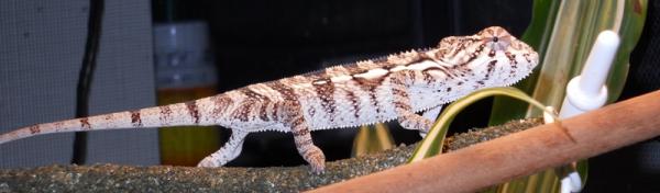 Panther 06 26 2010 017