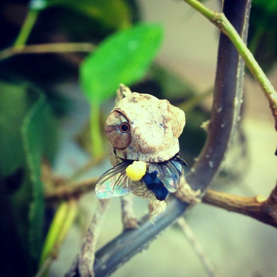 Panther Baby Eating A Fly