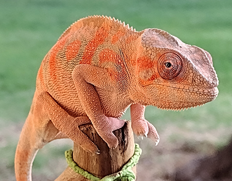 Panther Chameleon 1