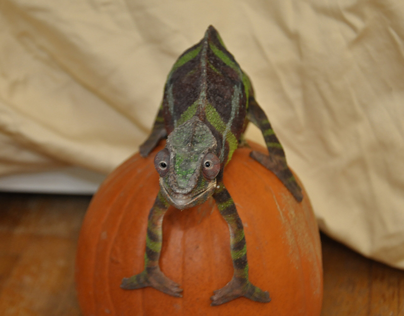 Panther Chameleon 10
