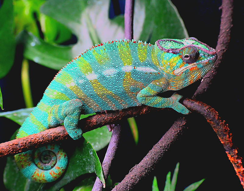 Panther Chameleon 11