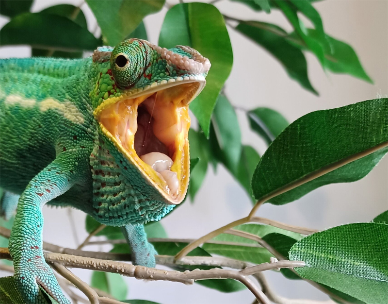 Panther Chameleon 12