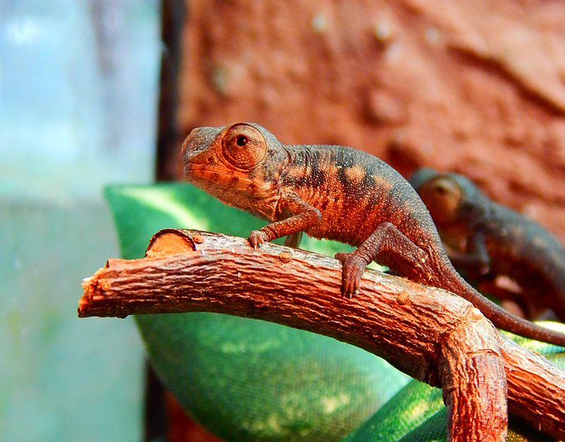 Panther Chameleon 14