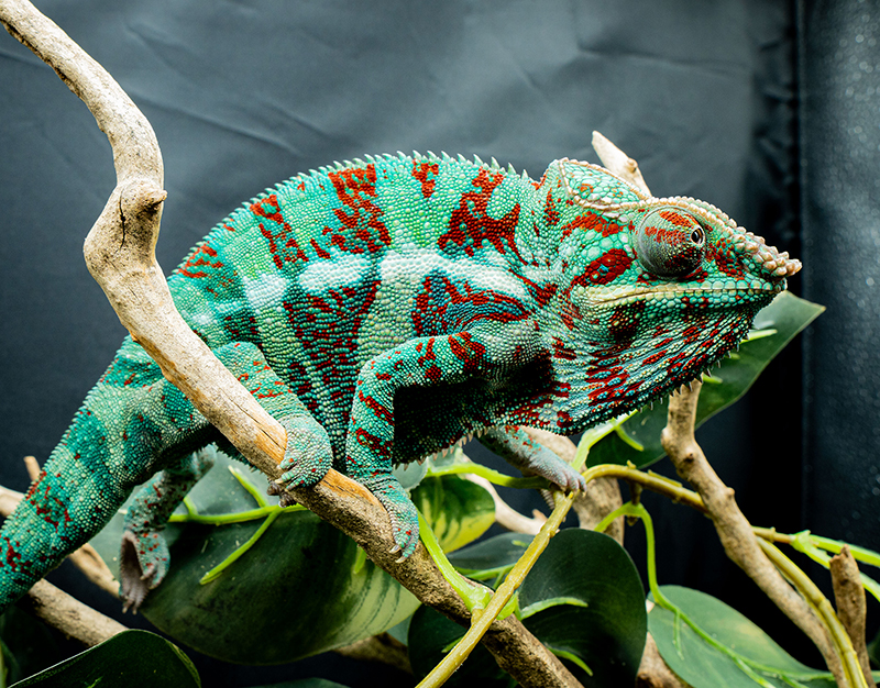 Panther Chameleon 15
