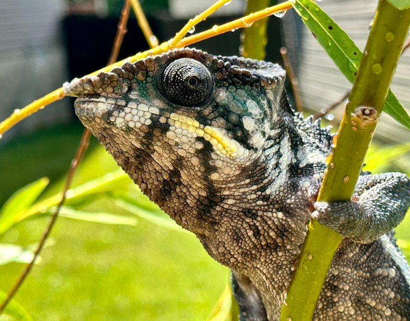 Panther Chameleon 18