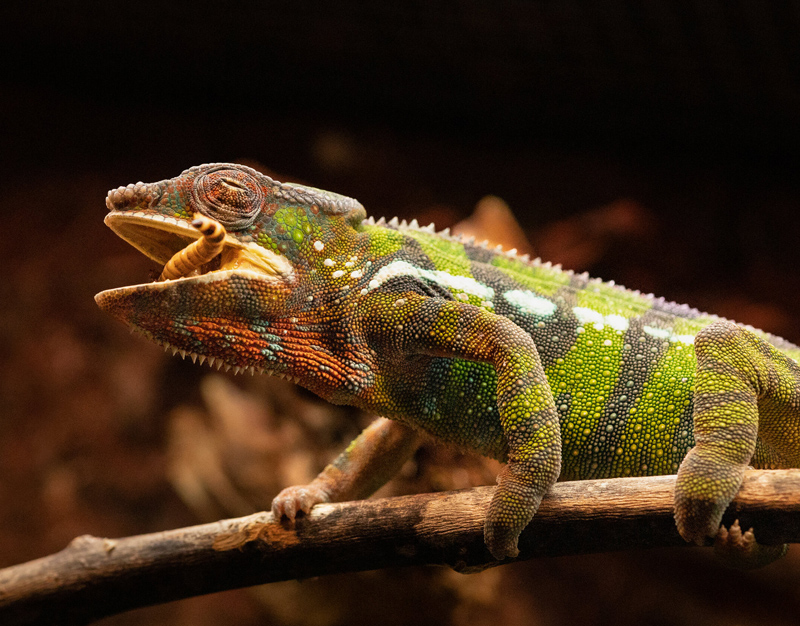 Panther Chameleon 19