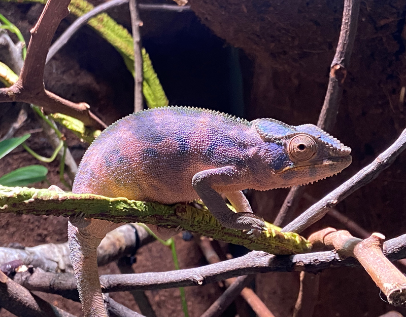 Panther Chameleon 21