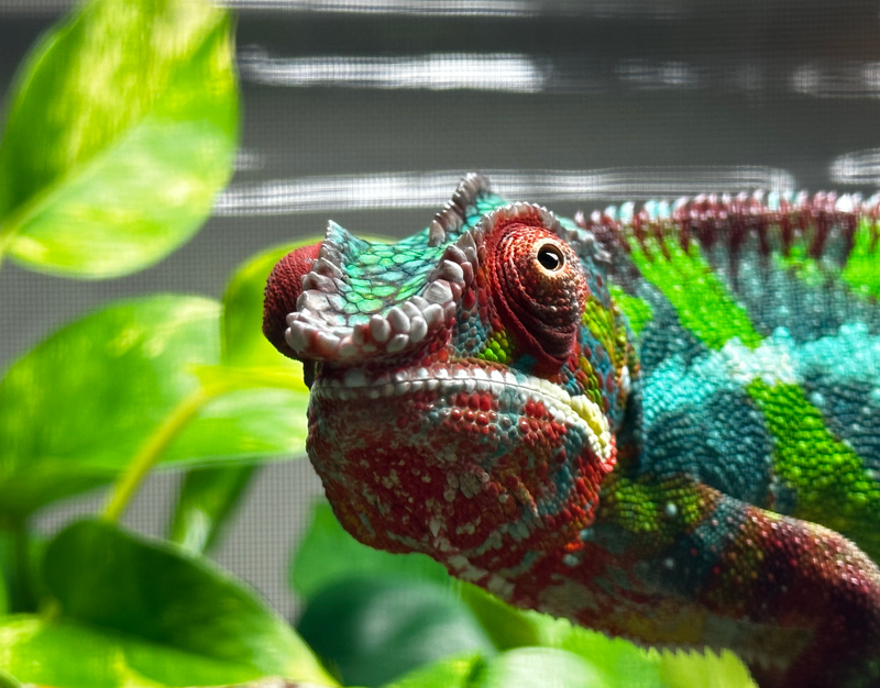 Panther Chameleon 22