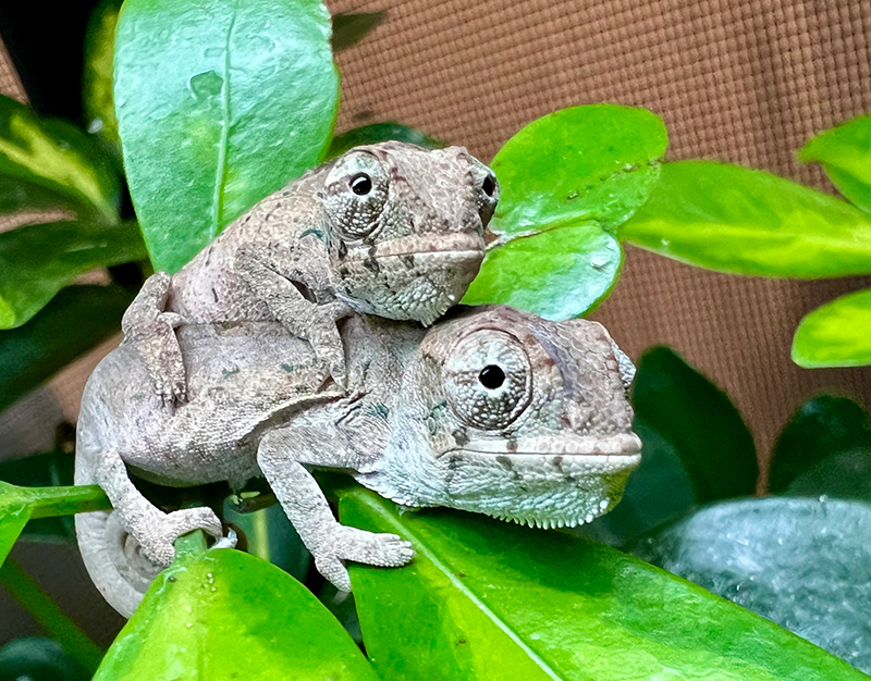 Panther Chameleon 4