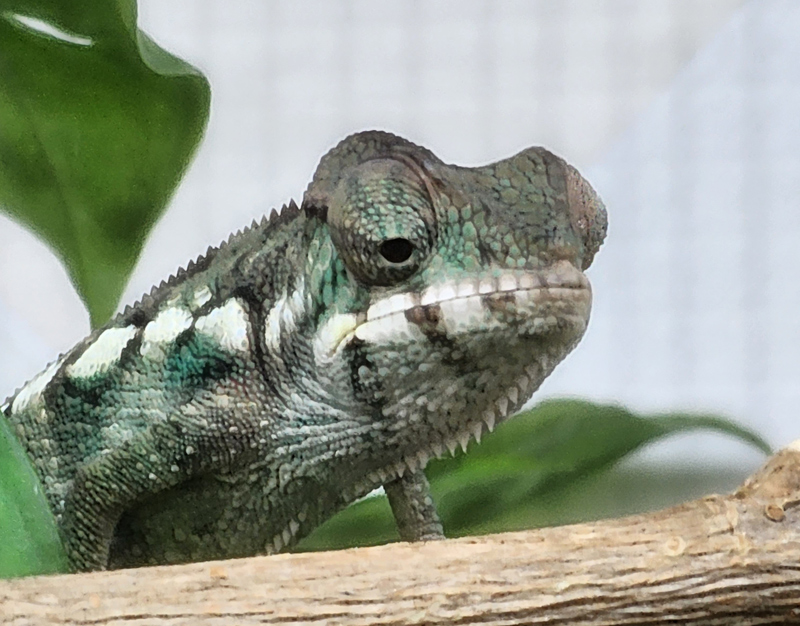 Panther Chameleon 5