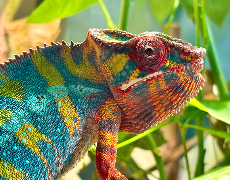 Panther Chameleon 5