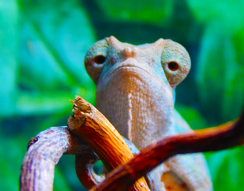 Panther Chameleon 6