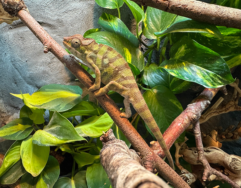 Panther Chameleon 7