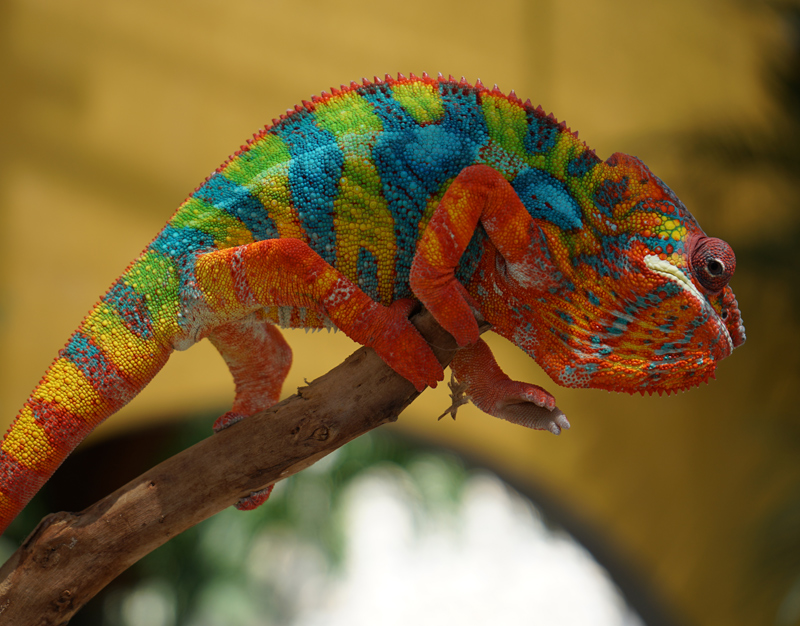 Panther Chameleon 8