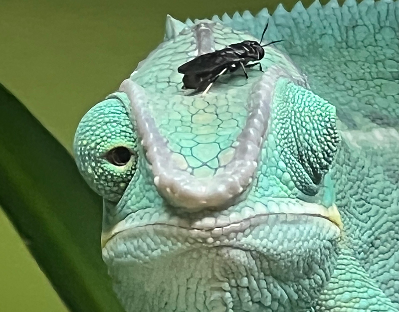 Panther Chameleon 9