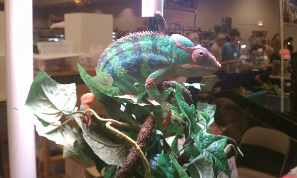 Panther Chameleon at an Expo asking $600?