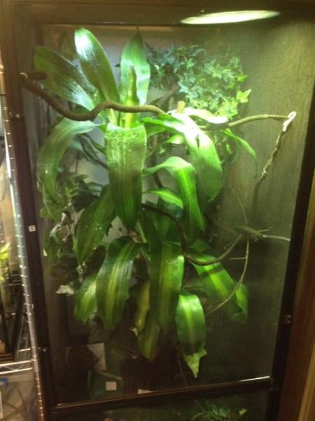 Panther Chameleon Enclosure