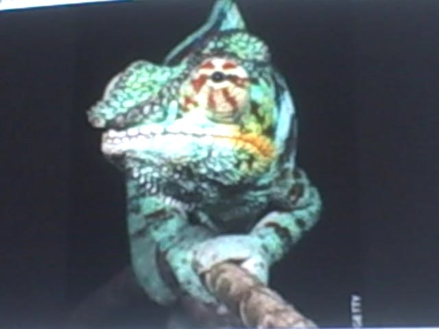Panther Chameleon Hanging Out