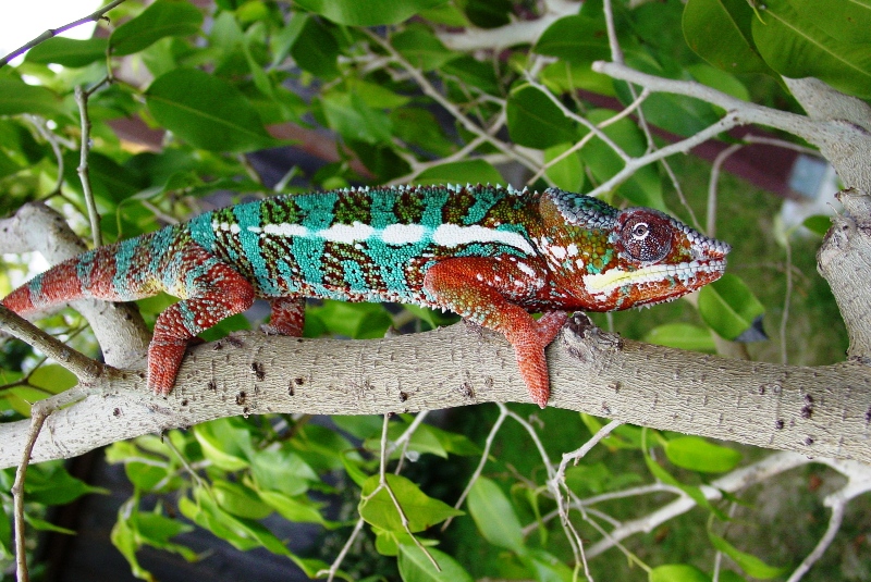 Panther Chameleon In Fiscus Tree
