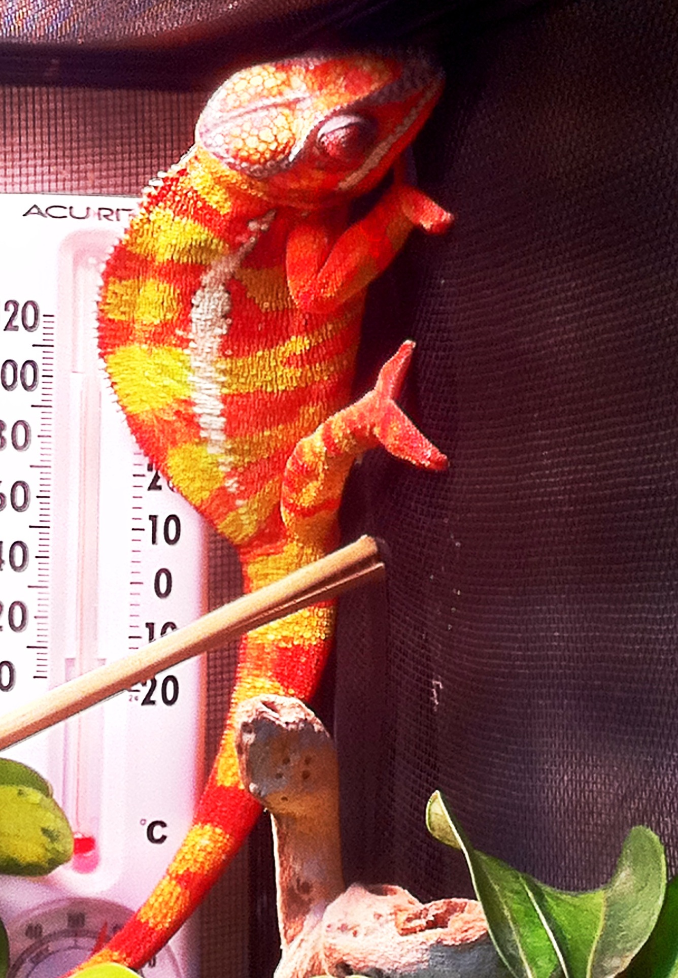 Panther Chameleon " Morphius "