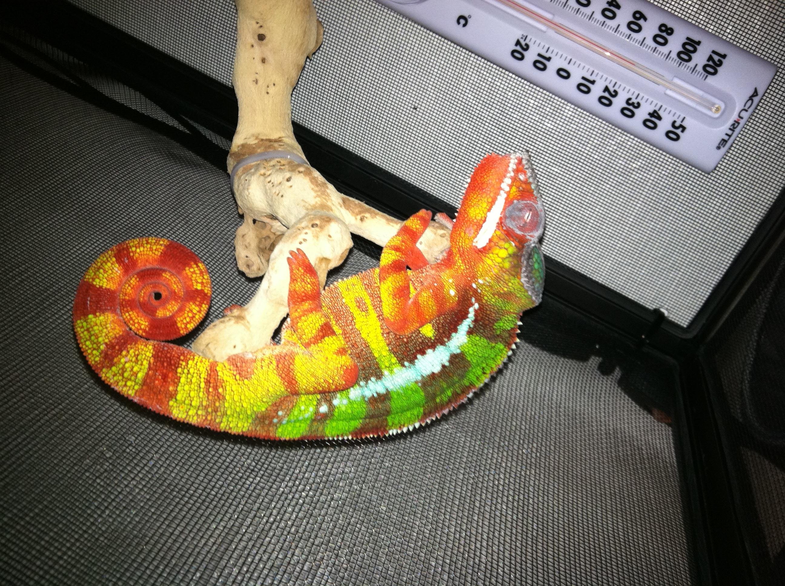 Panther Chameleon " Morphius "