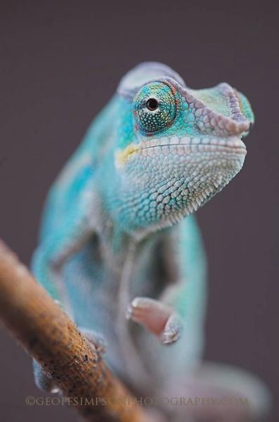 Panther Chameleon - Nosy Be.