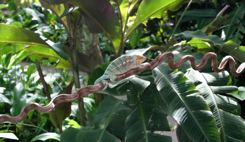 Panther Chameleon on Jungle Vine