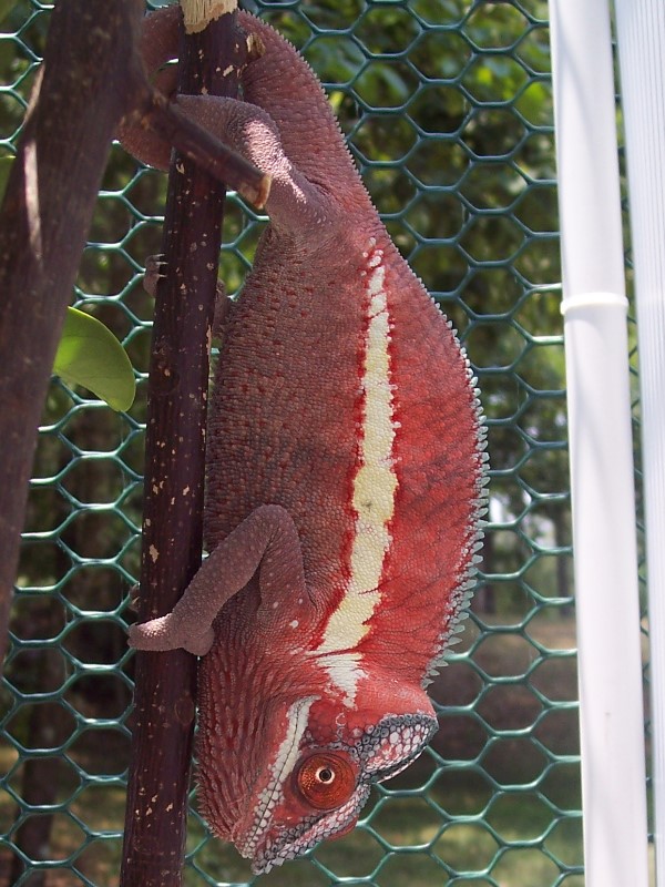 Panther chameleon or sockeye salmon?