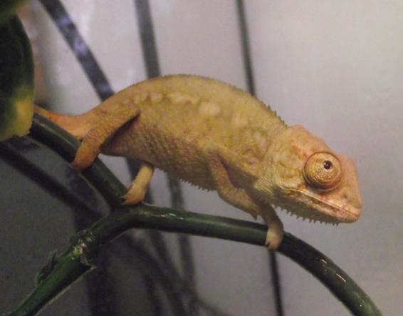 Panther Chameleon