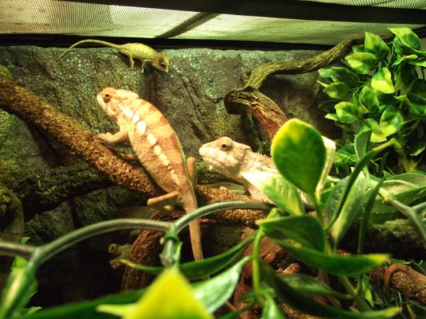 Panther Chameleon