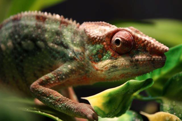 Panther Chameleon