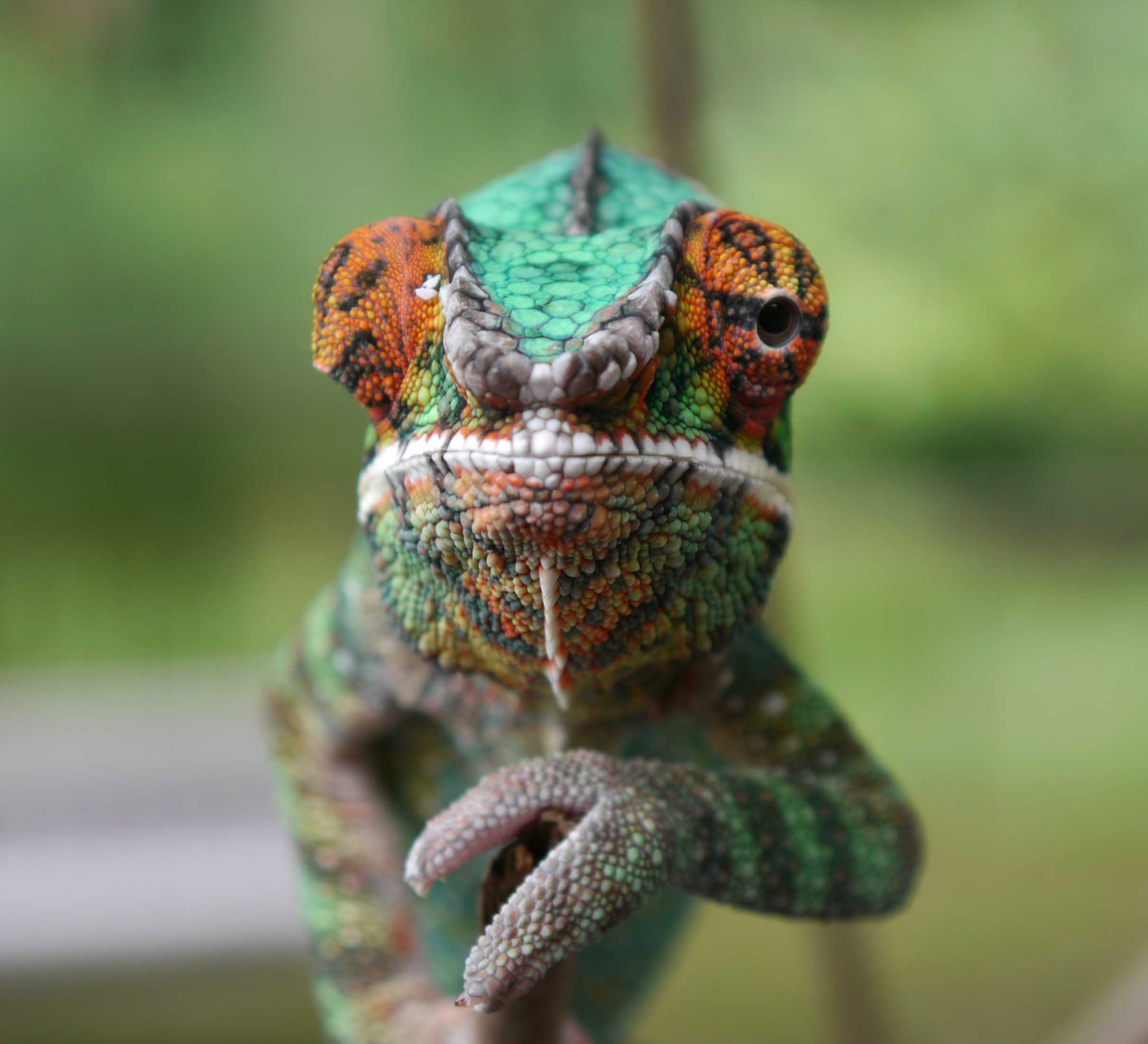 Panther Chameleon