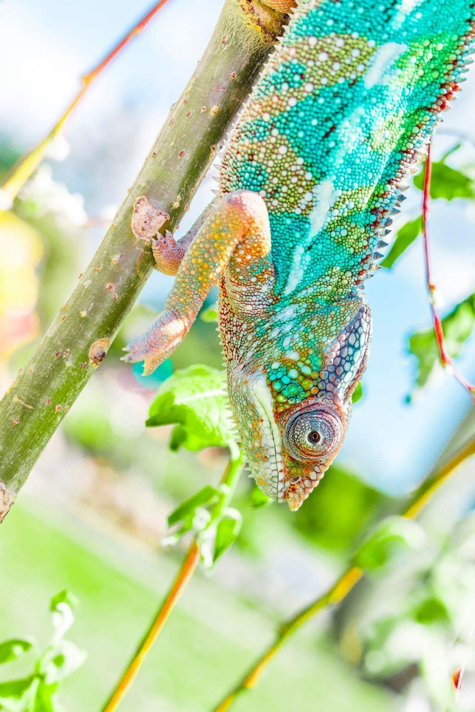 Panther Chameleon