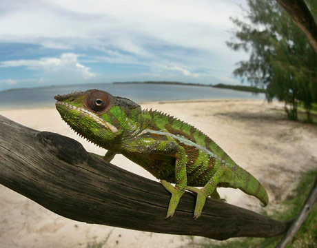 panther chameleon