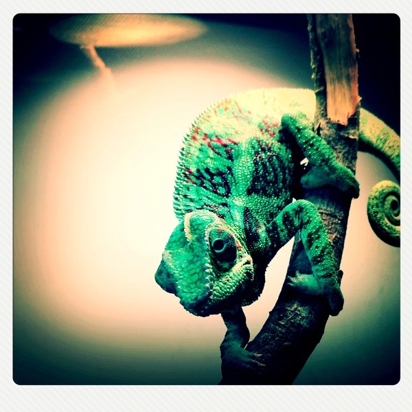 Panther