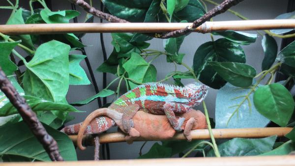 Panthers Mating (Donnie & Helena [October 15, 2014])