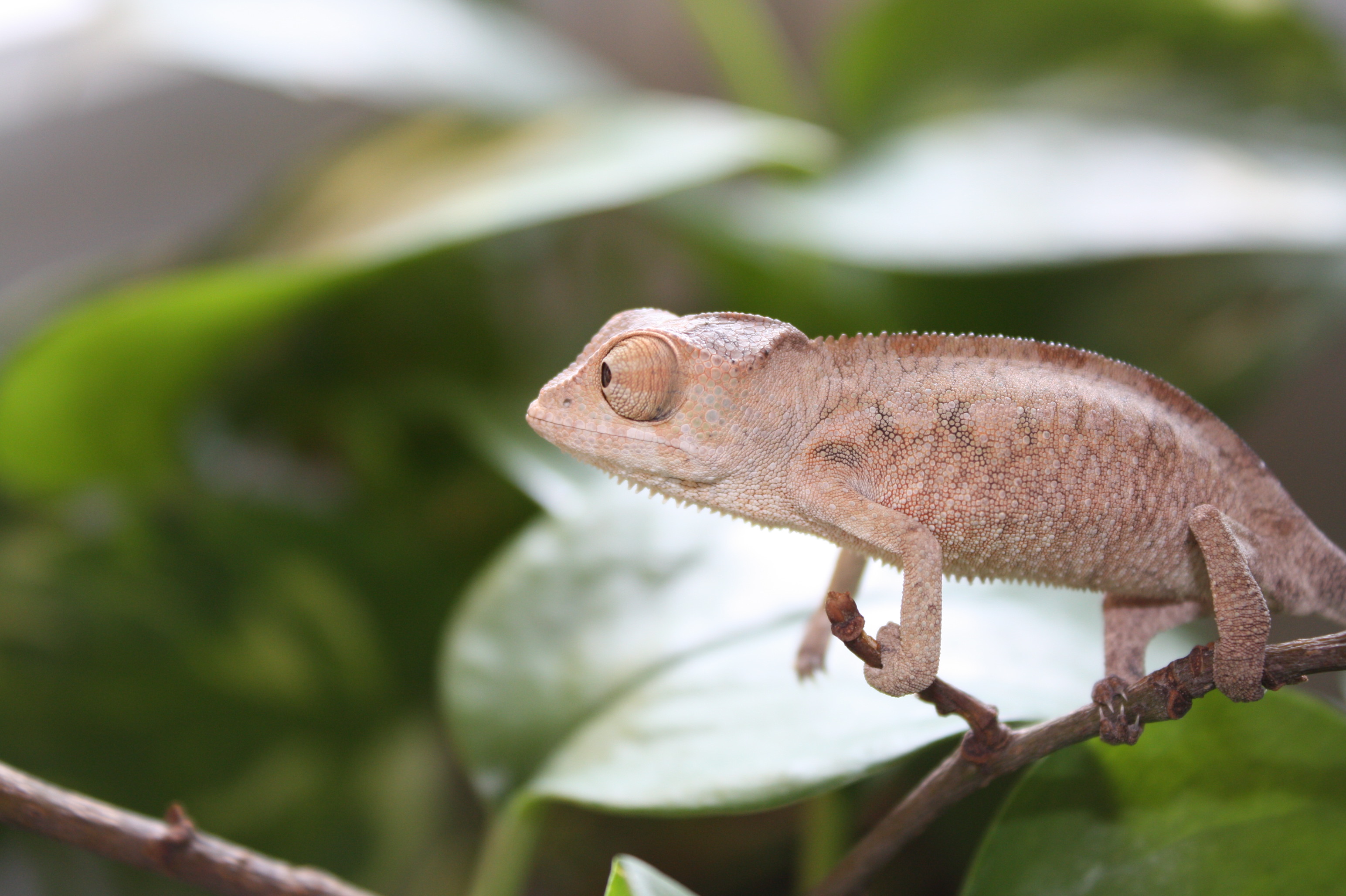 Pardalis Ambilobe Female