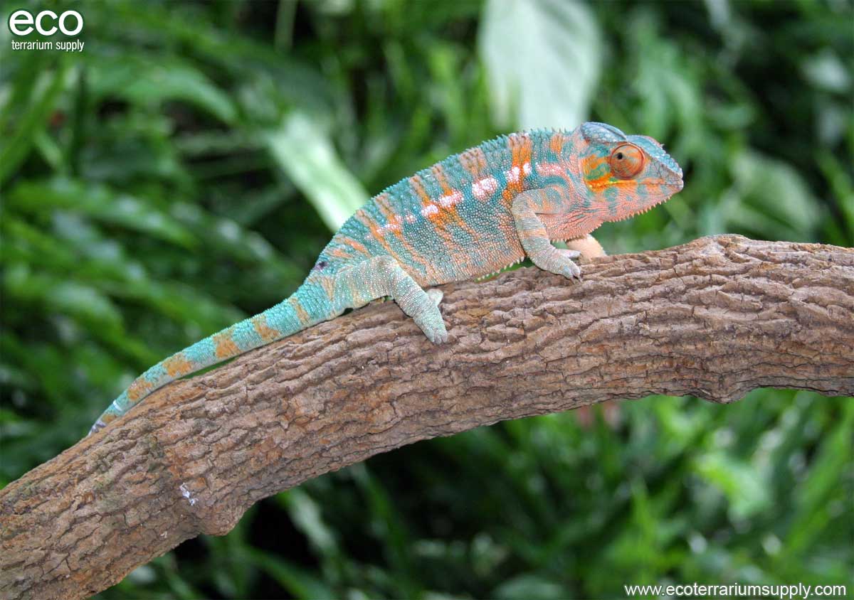 Pardalis on Jungle Vine