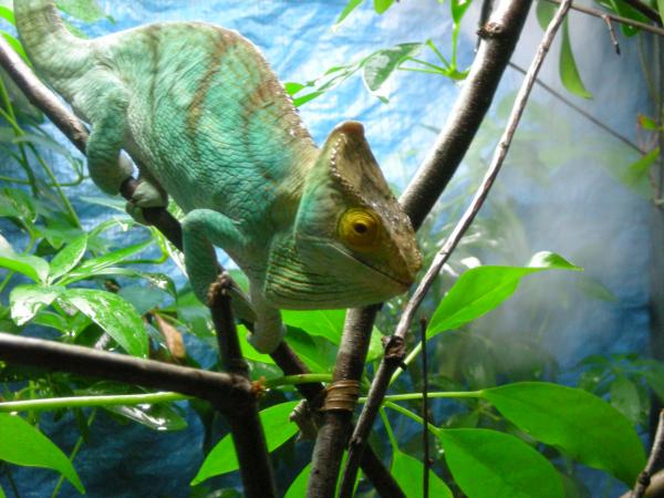 Parsonii free ranging 008