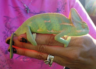 Pascal 3mos